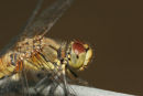 06-7823 Close up of the Head of a Female Ruddy Darter (Sympetrum sanguineum) Loire Vally, France.